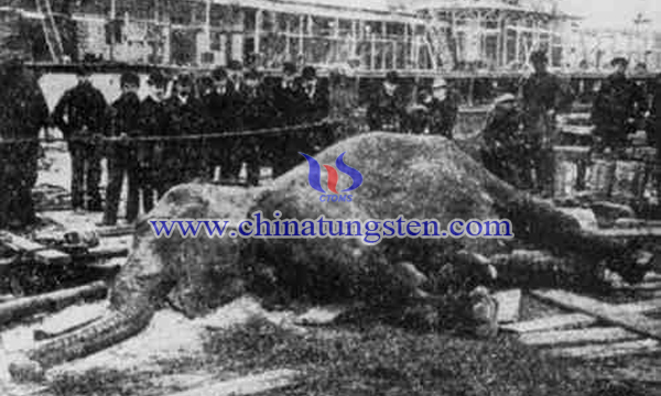 1903年被電死的紐約公園馬戲團大象“圖潑西”。（紀錄片Electrocuting an Elephant）