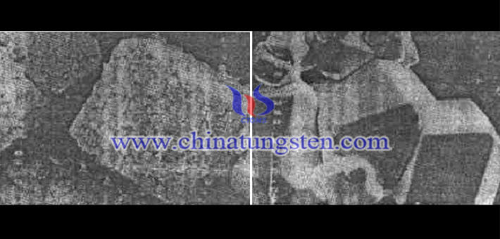 左圖為二氧化鎢的顆粒形貌圖（×1000），右圖為鎢粉的顆粒形貌（×3000）