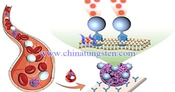 基于稀土納米探針實現(xiàn)全血中循環(huán)腫瘤細胞直接檢測示意圖